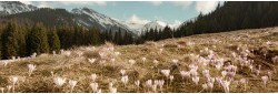 Paysage du Jura au printemps