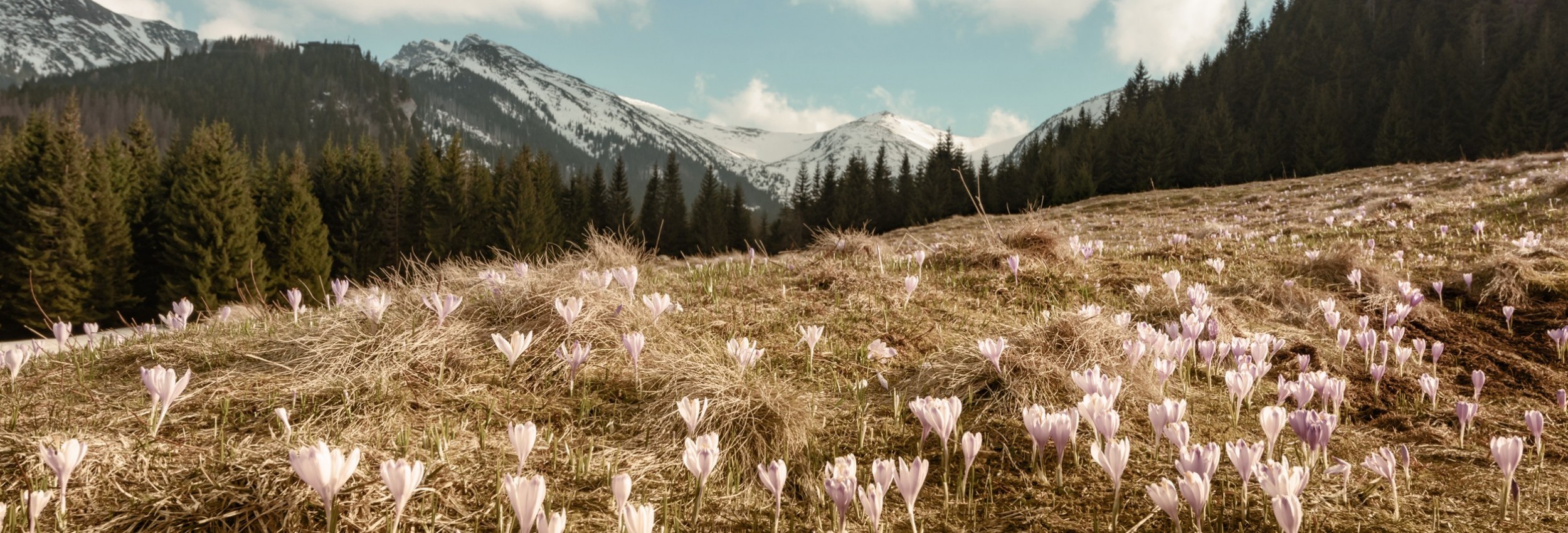 Paysage du Jura au printemps